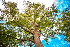 Best Arborist Consultation Services  in Butler, IN