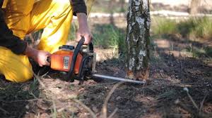 Best Storm Damage Tree Cleanup  in Butler, IN