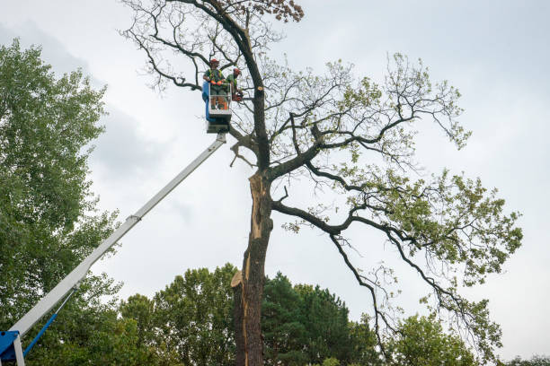 Professional Tree Services in Butler, IN