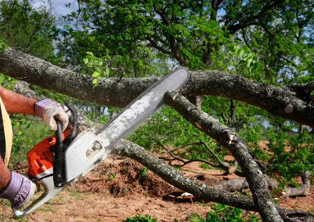 Best Root Management and Removal  in Butler, IN